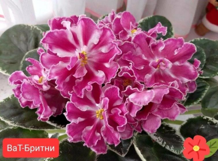 Фиалка ВаТ-Бритни 2