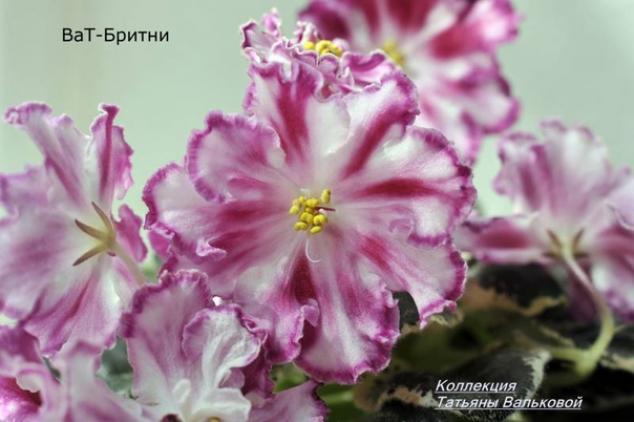 Фиалка ВаТ-Бритни 3