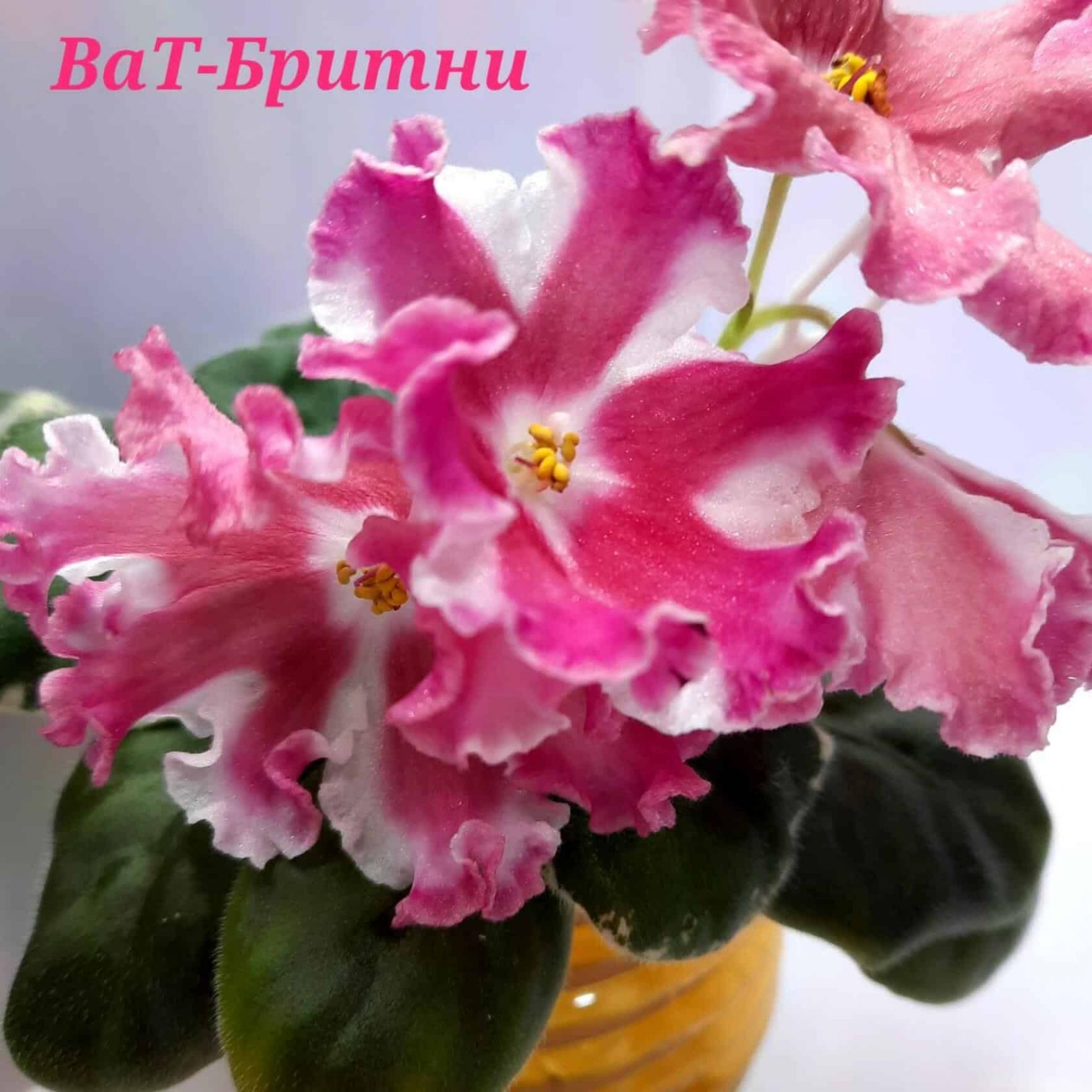 Фиалка ВаТ-Бритни 5