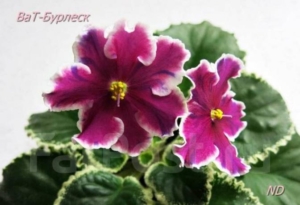 Фиалка ВаТ-Бурлеск