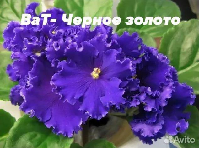 Фиалка ВаТ-Черное Золото 2