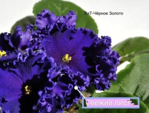 Фиалка ВаТ-Черное Золото