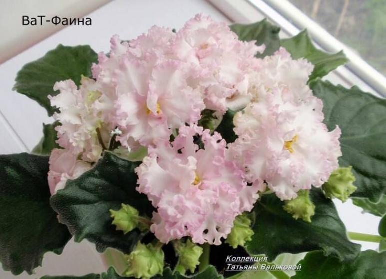 Фиалка ВаТ-Фаина 2