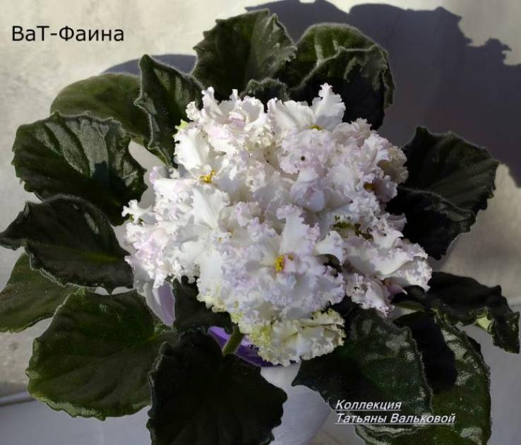 Фиалка ВаТ-Фаина 5