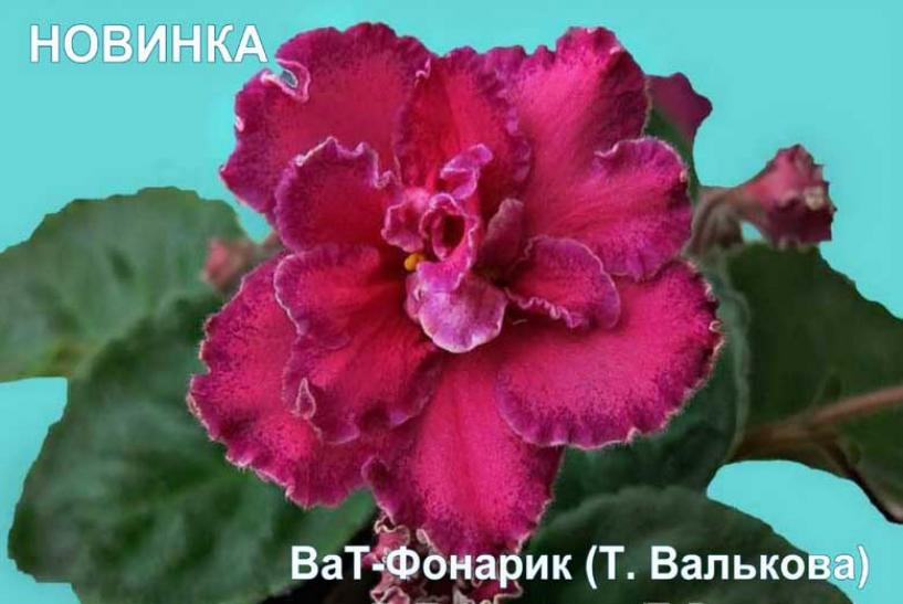 Фиалка ВаТ-Фонарик 3