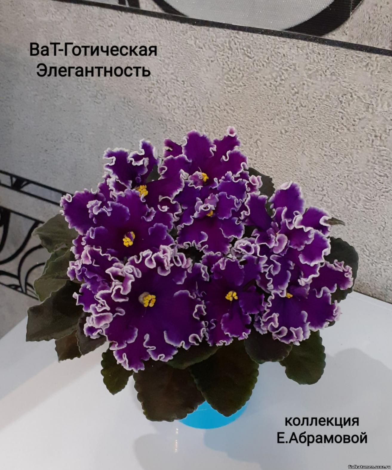 Фиалка ВаТ-Готическая Элегантность 4