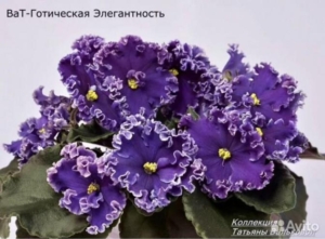 Фиалка ВаТ-Готическая Элегантность