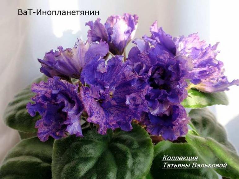 Фиалка ВаТ-Инопланетянин 3