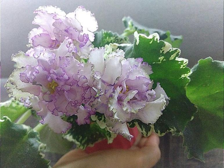 Фиалка ВаТ-Изи Изи 5
