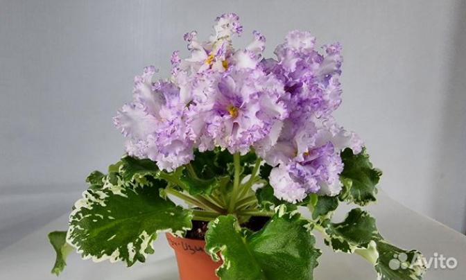 Фиалка ВаТ-Изи Изи