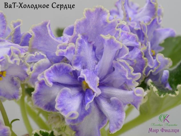 Фиалка ВаТ-Холодное Сердце 2
