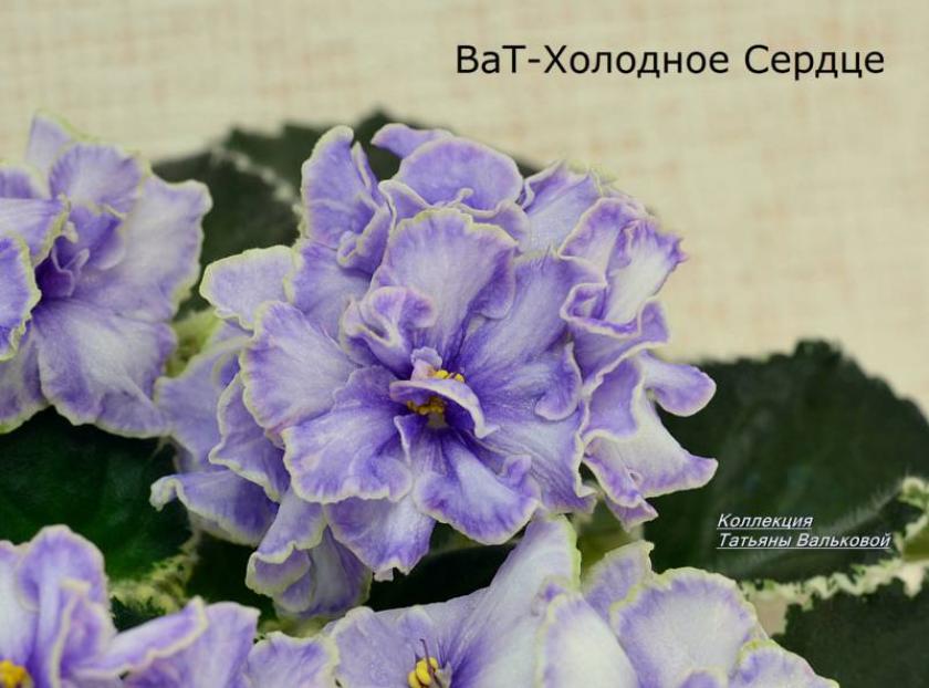Фиалка ВаТ-Холодное Сердце 3