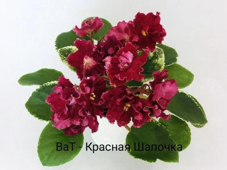Фиалка ВаТ-Красная Шапочка 2