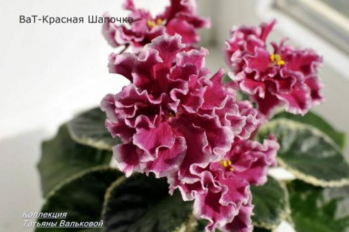 Фиалка ВаТ-Красная Шапочка 5