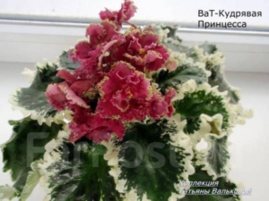Фиалка ВаТ-Кудрявая Принцесса