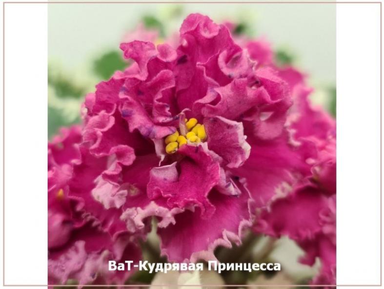 Фиалка ВаТ-Кудрявая Принцесса 6
