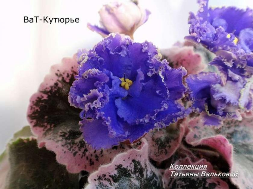 Фиалка ВаТ-Кутюрье 2