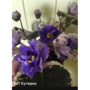 Фиалка ВаТ-Кутюрье