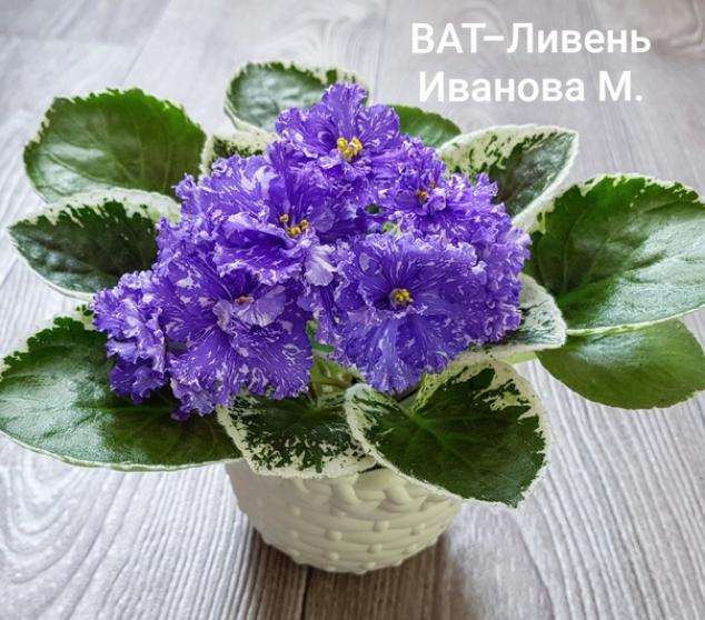 Фиалка ВаТ-Ливень 3