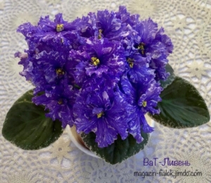 Фиалка ВаТ-Ливень
