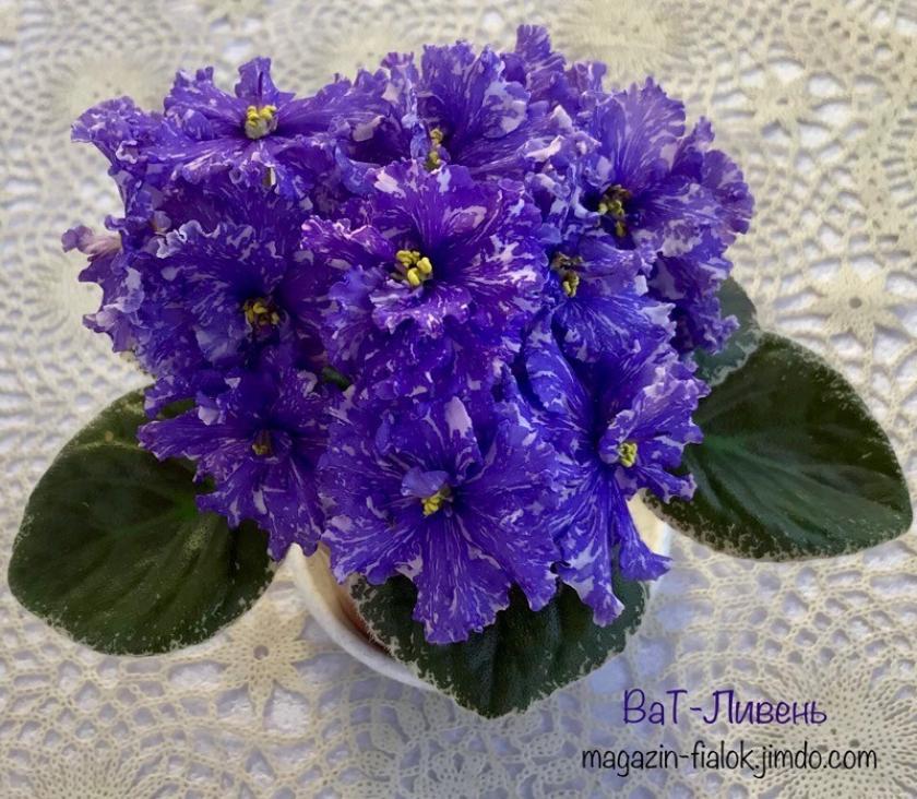 Фиалка ВаТ-Ливень