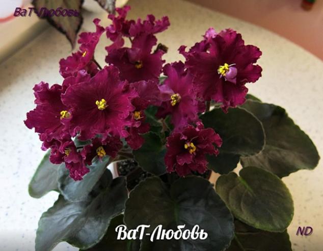 Фиалка ВаТ-Любовь 6