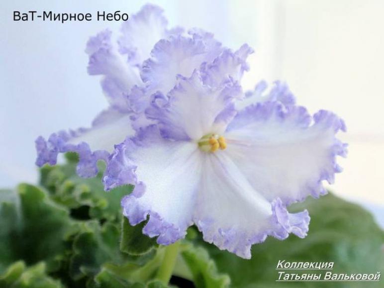 Фиалка ВаТ-Мирное Небо 2