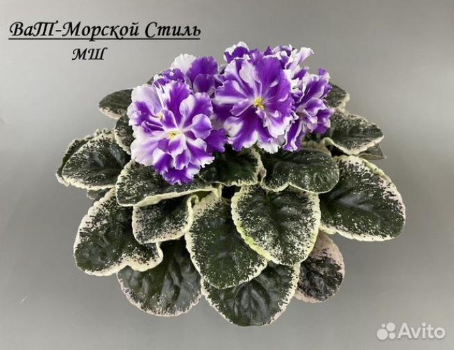 Фиалка ВаТ-Морской стиль 2