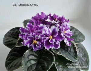 Фиалка ВаТ-Морской стиль