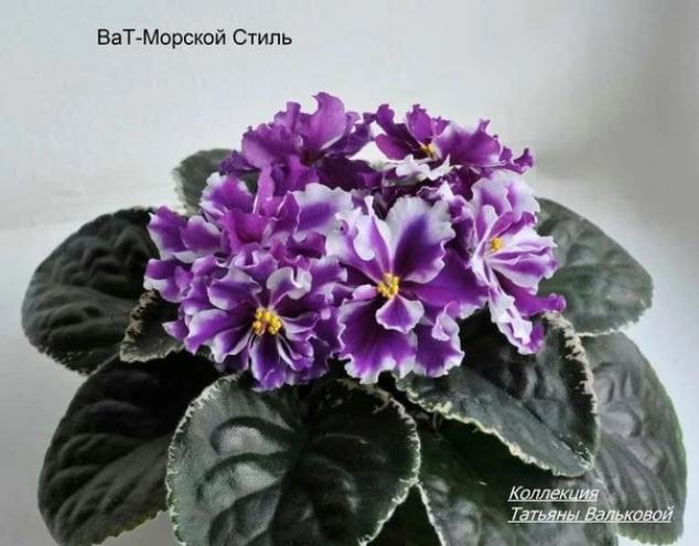 Фиалка ВаТ-Морской стиль