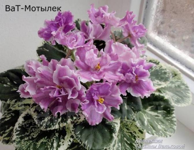 Фиалка ВаТ- Мотылек