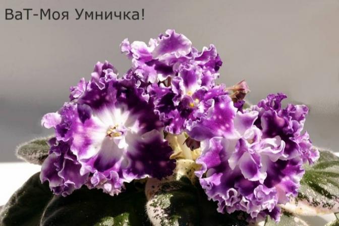 Фиалка ВаТ-Моя Умничка 2