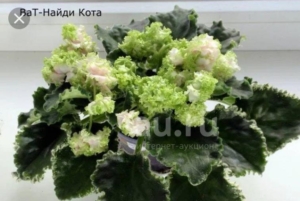 Фиалка ВаТ-Найди Кота