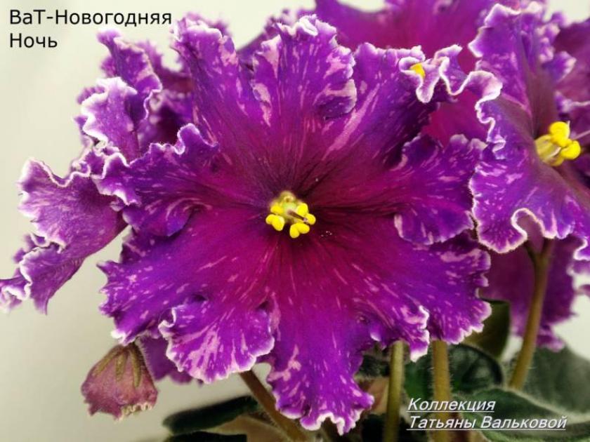 Фиалка ВаТ-Новогодняя Ночь 4