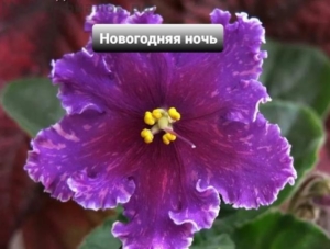 Фиалка ВаТ-Новогодняя Ночь