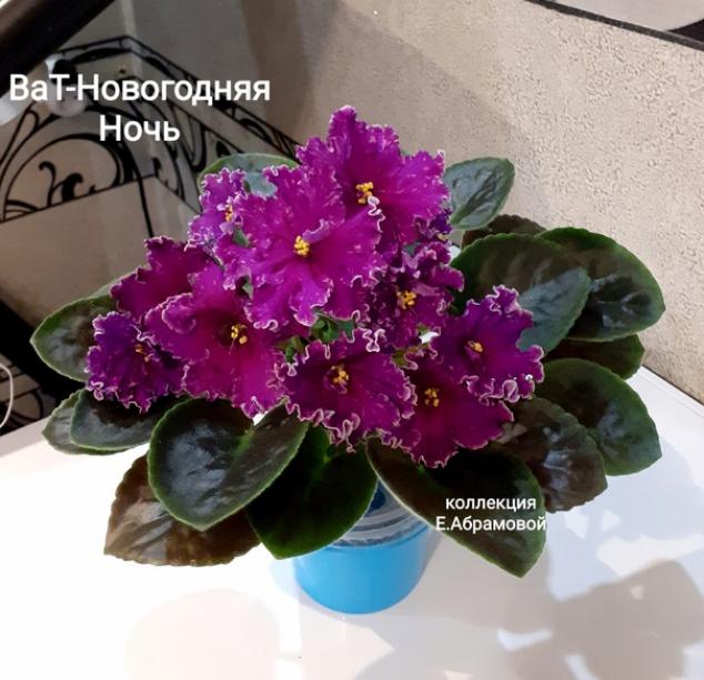 Фиалка ВаТ-Новогодняя Ночь 5