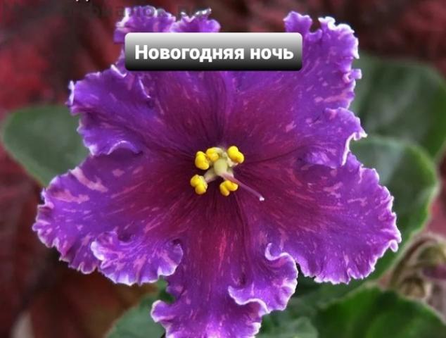 Фиалка ВаТ-Новогодняя Ночь