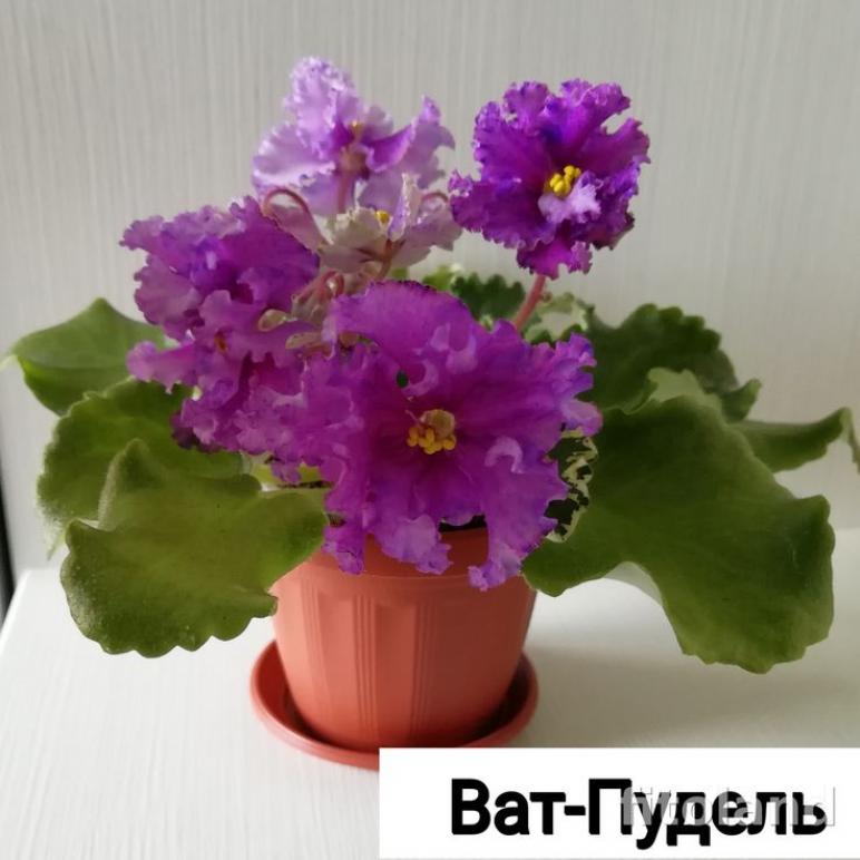 Фиалка ВаТ-Пудель 4