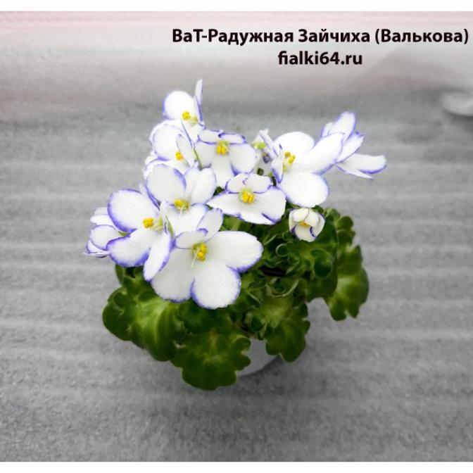 Фиалка ВаТ-Радужная Зайчиха 2