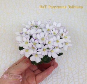 Фиалка ВаТ-Радужная Зайчиха