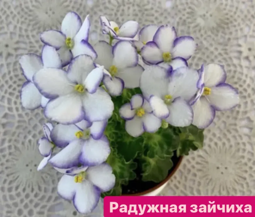 Фиалка ВаТ-Радужная Зайчиха 4