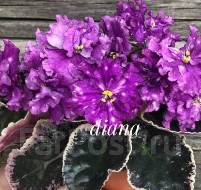 Фиалка ВаТ-Шоколадное Настроение 4