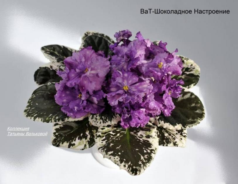 Фиалка ВаТ-Шоколадное Настроение