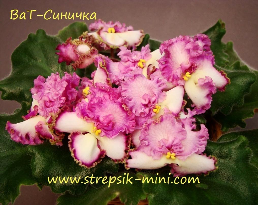 Фиалка ВаТ-Синичка 2