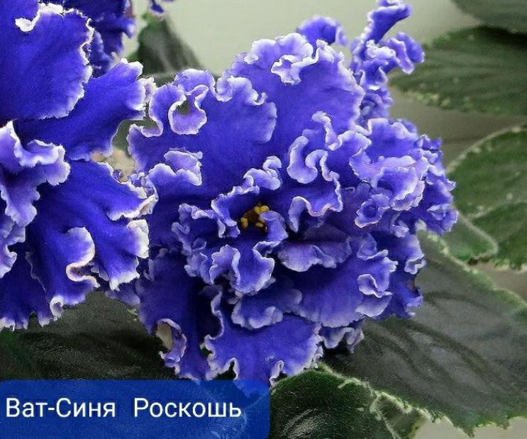 Фиалка ВаТ-Синяя роскошь 3