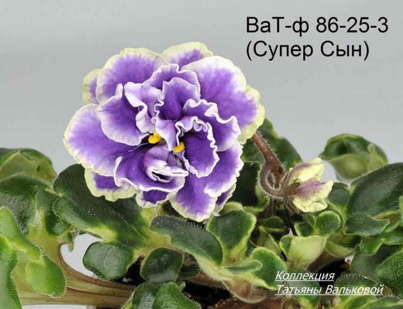 Фиалка ВаТ-Супер Сын 3