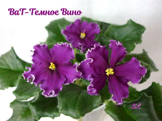 Фиалка ВаТ-Темное Вино 3