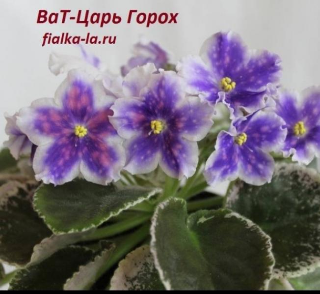 Фиалка ВаТ-Царь Горох 3
