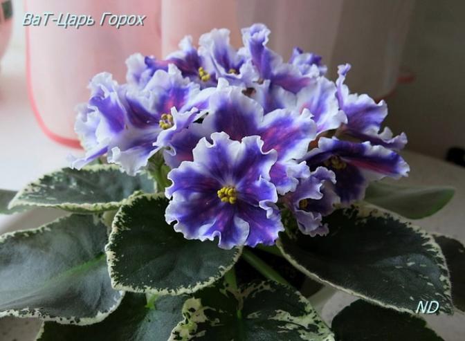 Фиалка ВаТ-Царь Горох 4