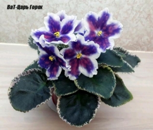 Фиалка ВаТ-Царь Горох